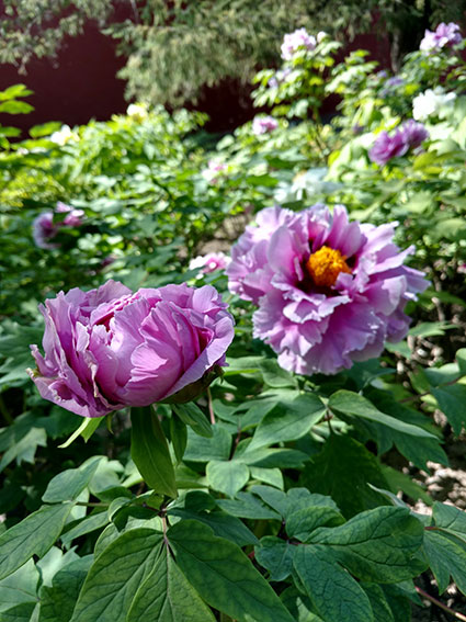 景山的牡丹花20170428  (16)