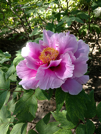 景山的牡丹花20170428  (17)