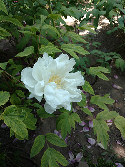 景山的牡丹花20170428  (18)