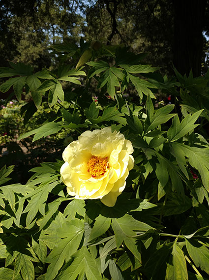 景山的牡丹花20170428  (19)