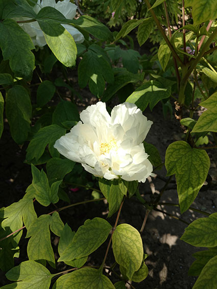 景山的牡丹花20170428  (20)