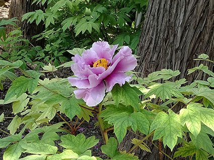 景山的牡丹花20170428  (21)