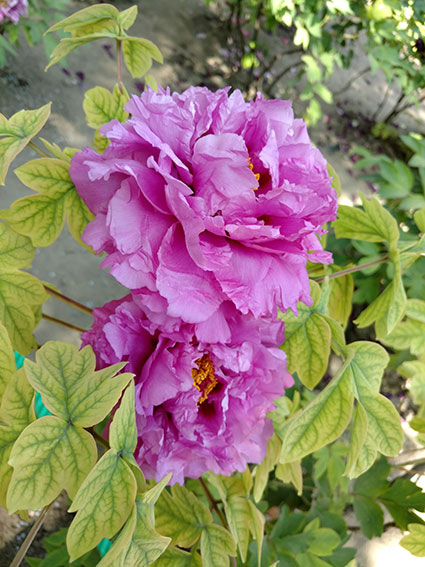 景山的牡丹花20170428  (22)