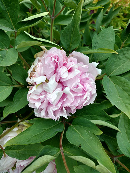 景山的牡丹花20170428  (24)