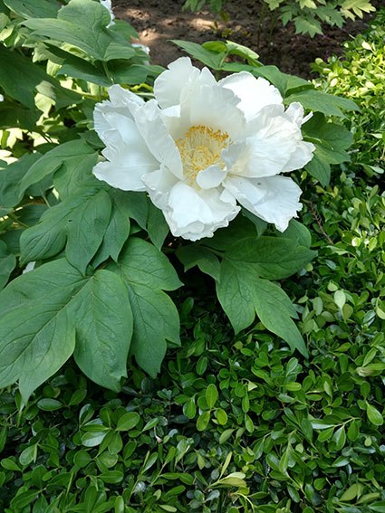 景山的牡丹花20170428  (25)