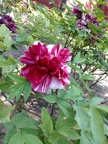 景山的牡丹花20170428  (26)