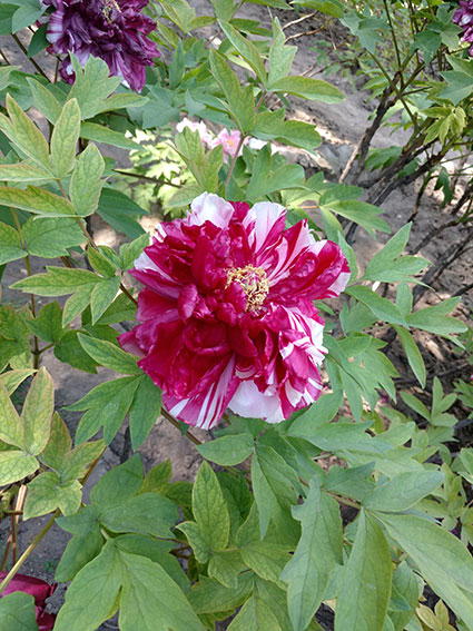 景山的牡丹花20170428  (27)