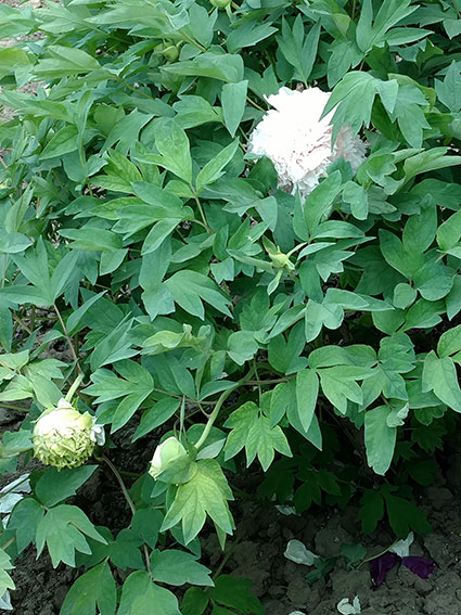 景山的牡丹花20170428  (3)