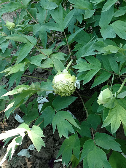 景山的牡丹花20170428  (4)