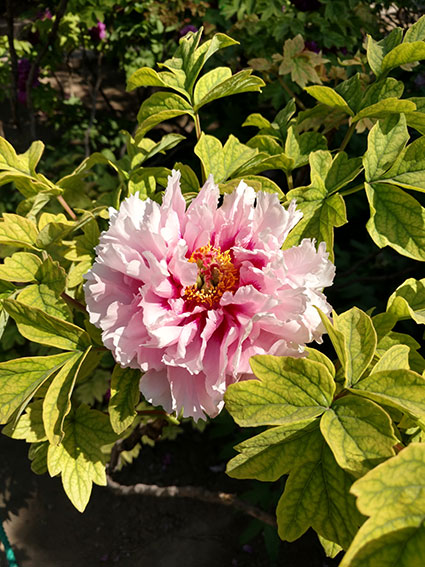 景山的牡丹花20170428  (6)