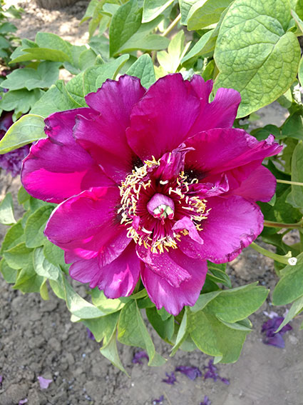 景山的牡丹花20170428  (7)