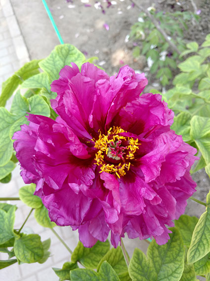 景山的牡丹花20170428  (8)