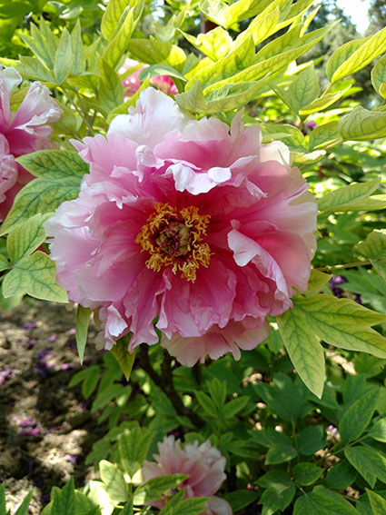 景山的牡丹花20170428  (9)