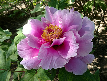 景山的牡丹花20170429 (1)