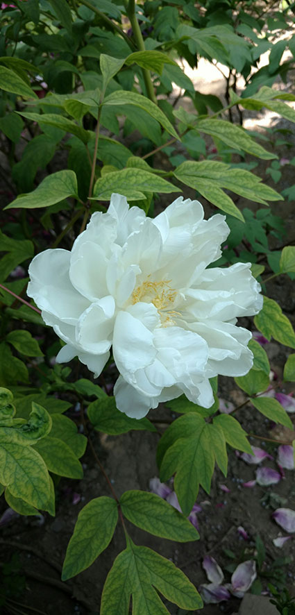 景山的牡丹花20170429 (10)