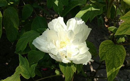 景山的牡丹花20170429 (2)