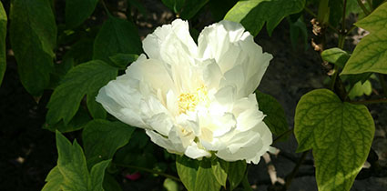 景山的牡丹花20170429 (3)