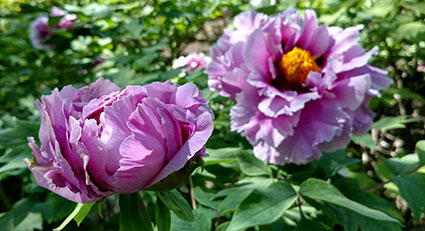 景山的牡丹花20170429 (4)