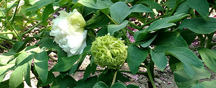 景山的牡丹花20170429 (5)