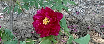 景山的牡丹花20170429 (6)