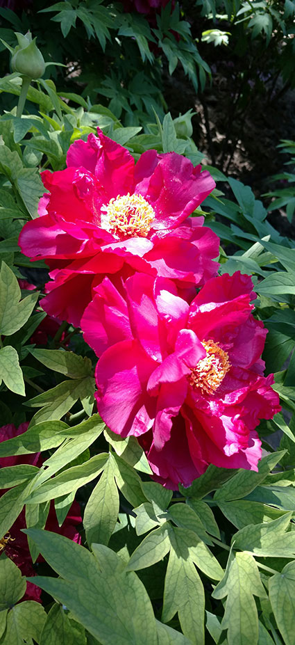 景山的牡丹花20170429 (7)