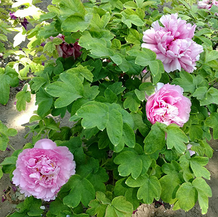 景山的牡丹花20170429 (8)