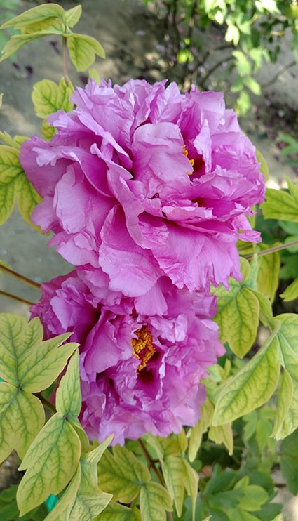 景山的牡丹花20170429 (9)