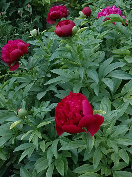 景山的芍药花20170502 (1)