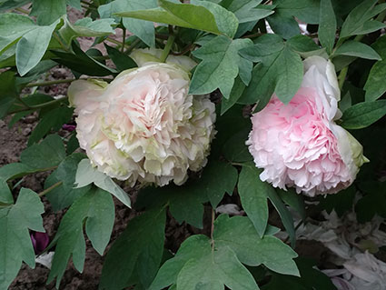 景山的牡丹花20170502 (2)