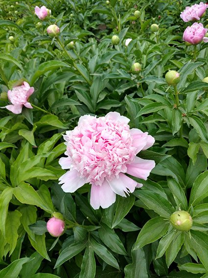 景山的芍药花20170502 (3)