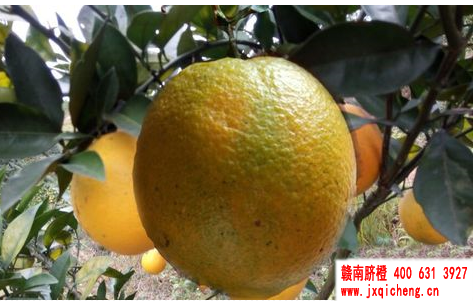 赣南脐橙江西特产脐橙时令水果橙子 赣南脐橙江西特产脐橙时令水果橙子