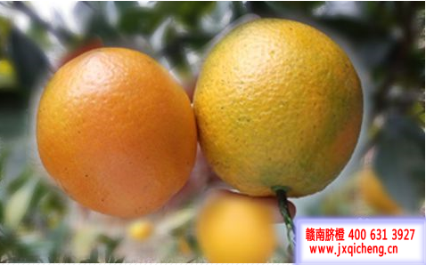 赣南脐橙江西特产脐橙时令新鲜水果橙子 赣南脐橙江西特产脐橙时令新鲜水果橙子