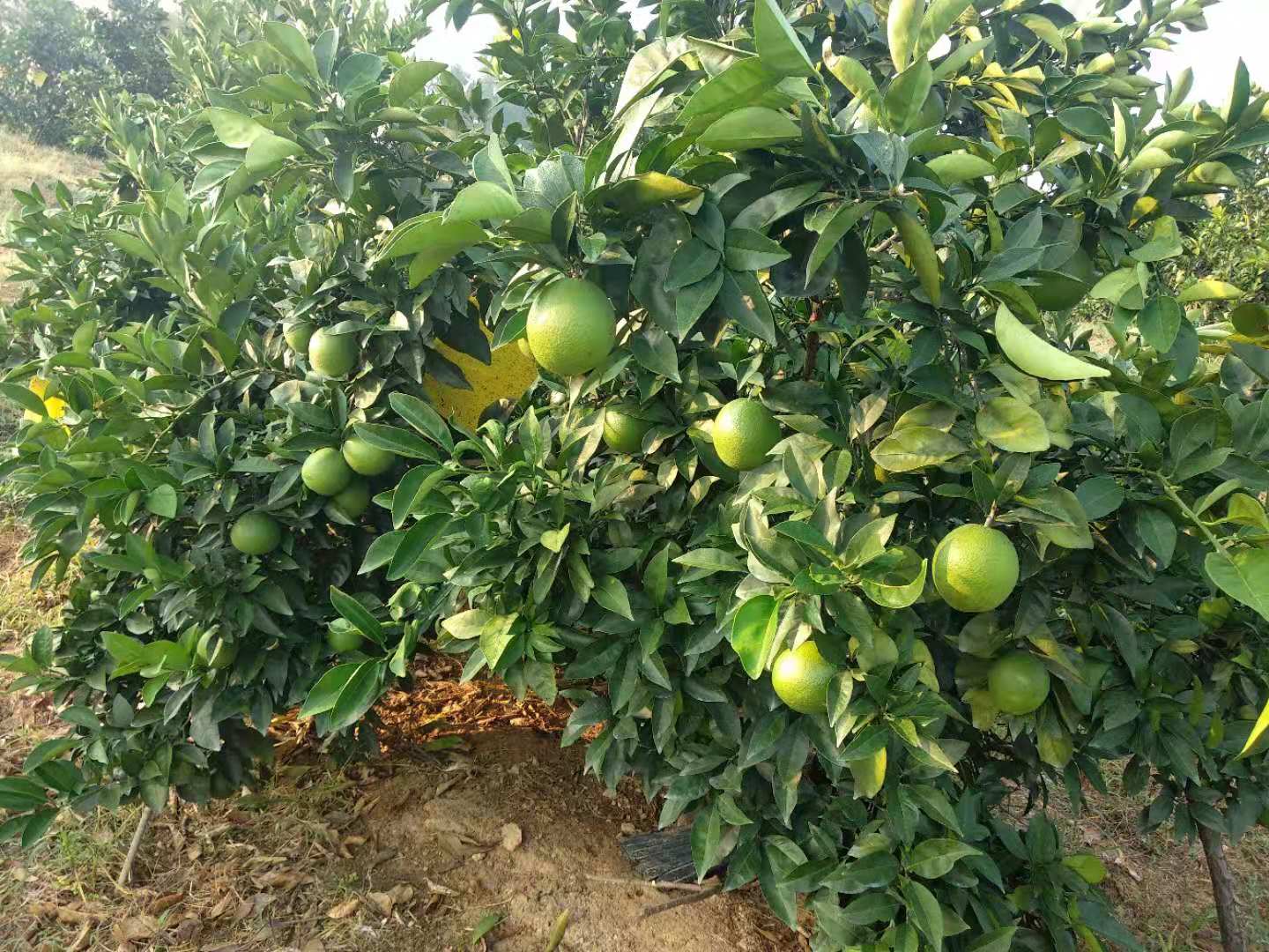脐橙江西脐橙赣南脐橙 脐橙江西脐橙赣南脐橙