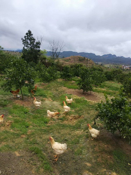 生物链防虫原生态循环