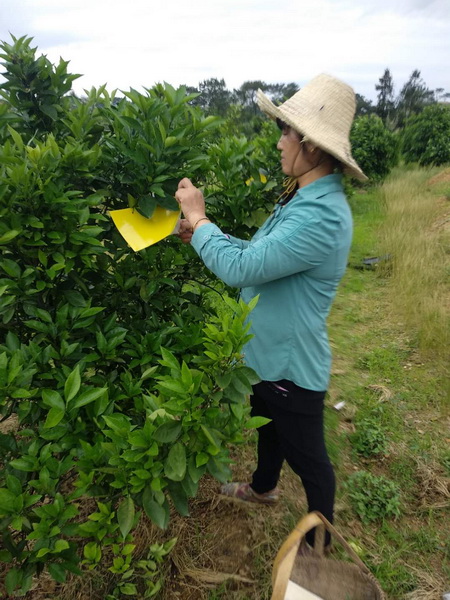 生物防虫生态防害