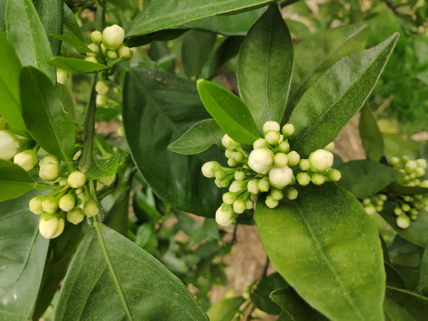 初春开花的脐橙