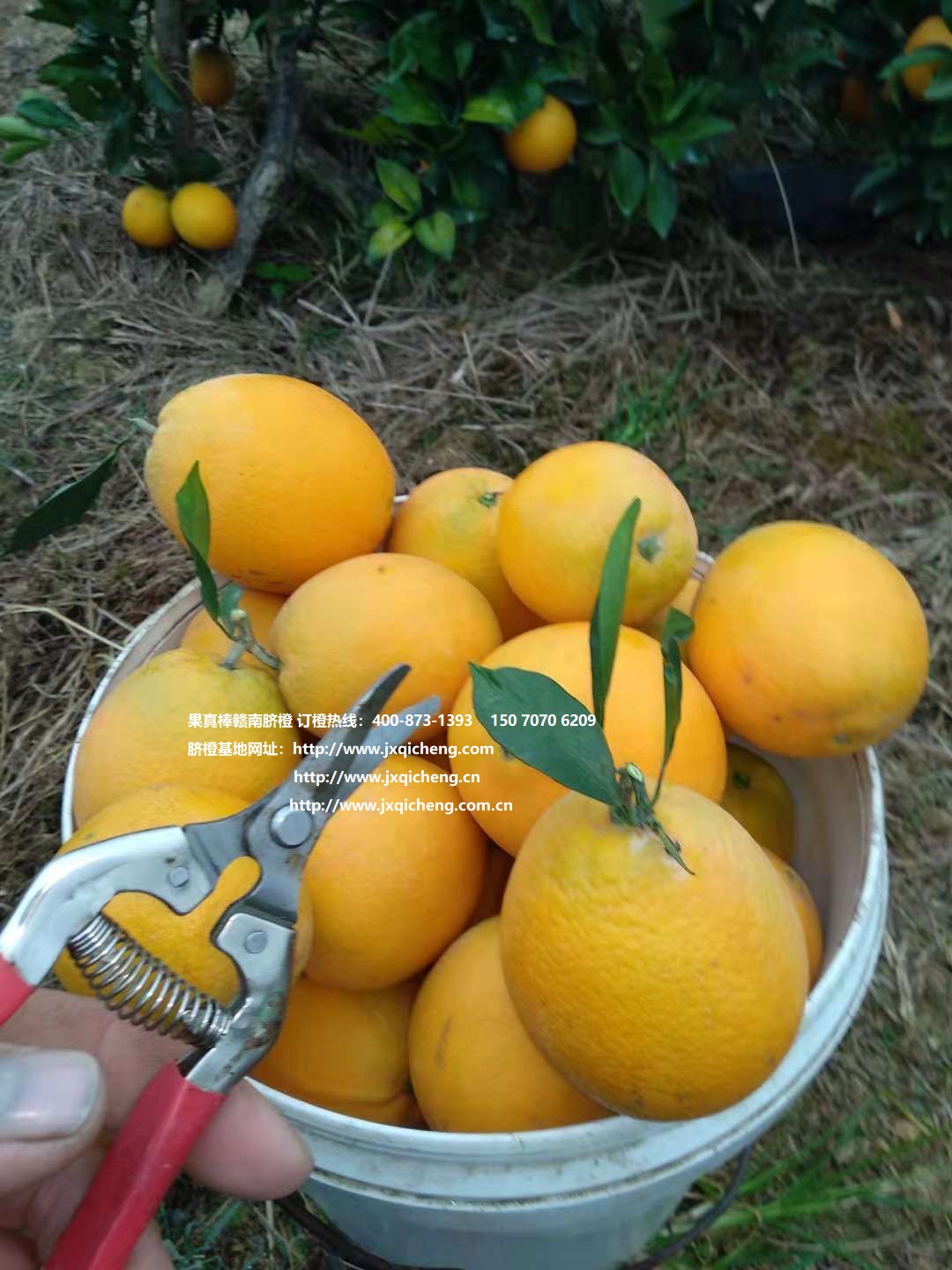 脐橙--赣南脐橙几月份成熟上市？橙子11月1日开园采摘上市