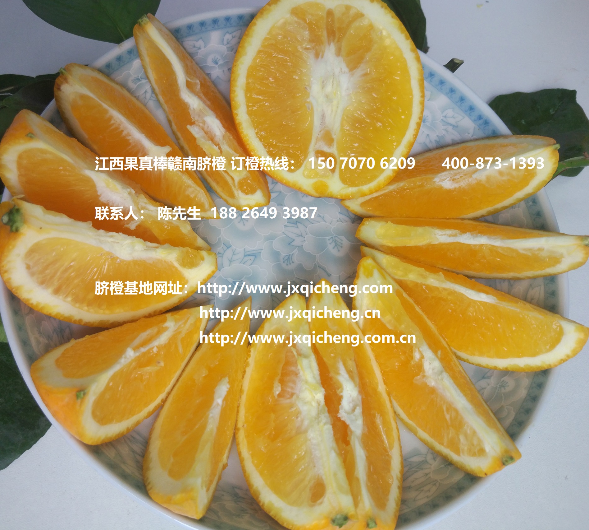 赣南脐橙上市时间定了--11月1日起采摘脐橙了！