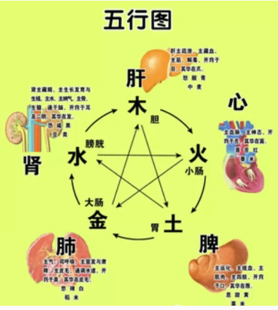 【中医五行学说与内脏的关系】