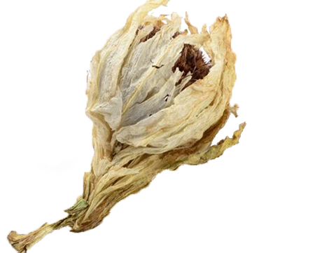 【天山雪蓮】 天山雪蓮  藥用級新疆雪蓮花 花頭大 飽滿
