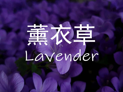 【薰衣草Lavender】单方精油10ml