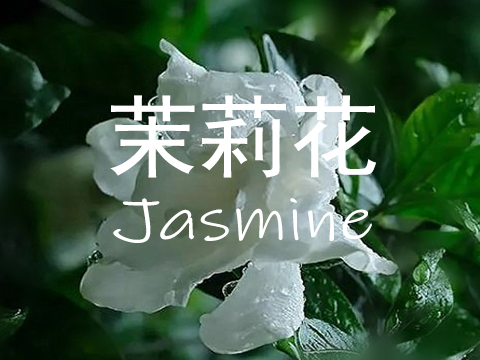 【茉莉Jasmine】单方精油10ml 518