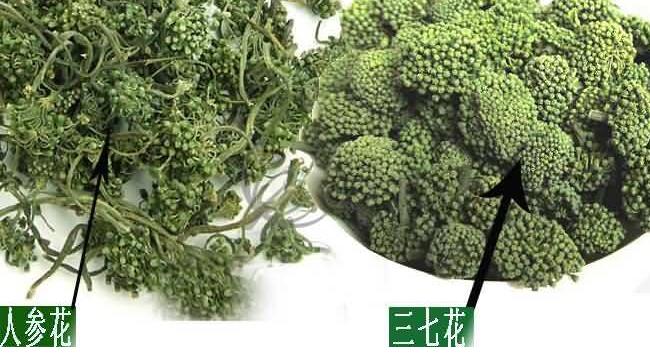 【人参花和三七花的区别】