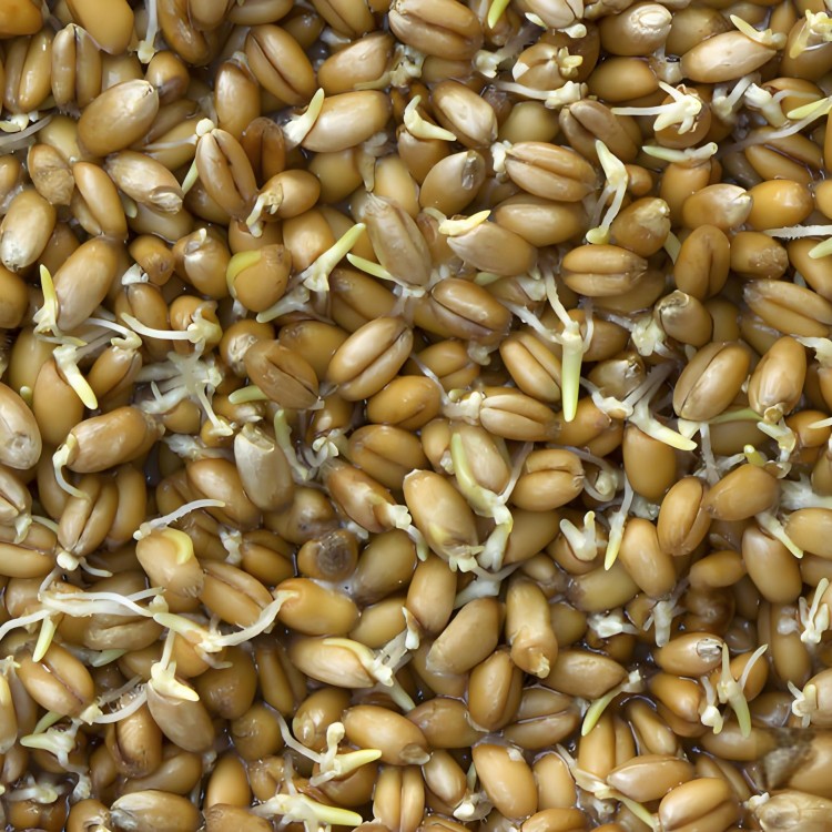 【小麦胚芽油Wheat germ oil】基础精油