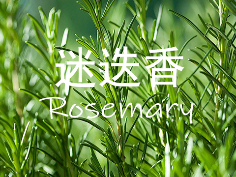 【迷迭香Roseemary】单方精油