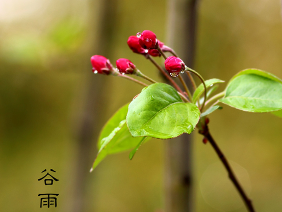 【谷雨养生】