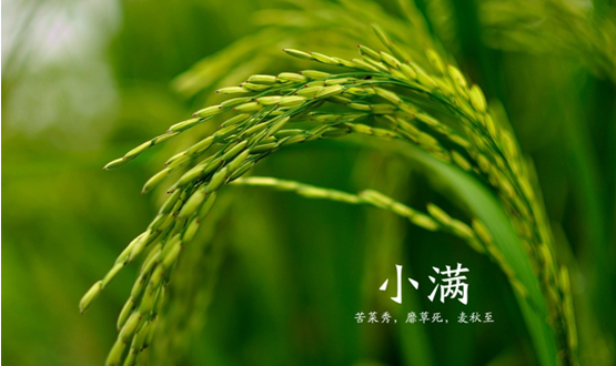 【小满养生】