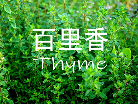 【百里香Thyme】单方精油