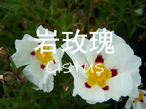 【岩玫瑰Cistus】单方精油10ml 299