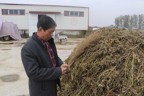 痛心|河南豆农丰收变绝收，欲哭无泪